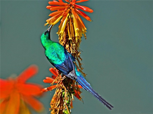20 Bird Species to Spot at Random Harvest